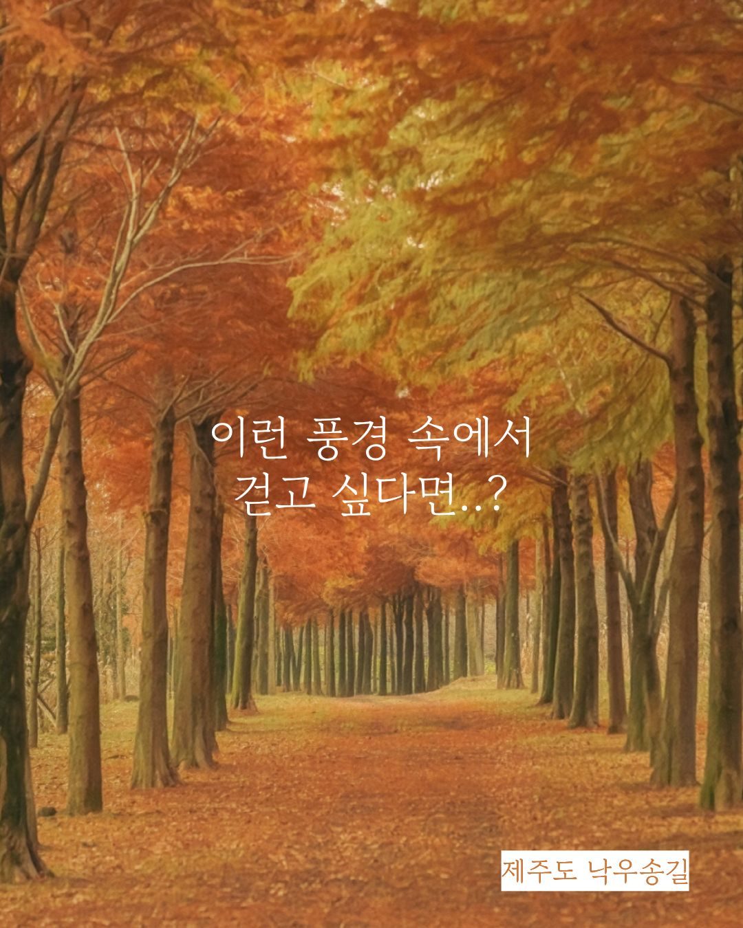 낙우송길 특집